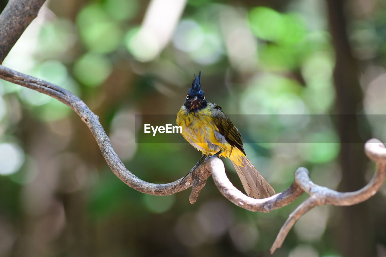 animal themes, animal, animal wildlife, branch, wildlife, nature, bird, one animal, tree, close-up, macro photography, plant, perching, beauty in nature, flower, focus on foreground, environment, forest, insect, outdoors, no people, green, rainforest, animal body part, full length, leaf, social issues, yellow, multi colored, beak