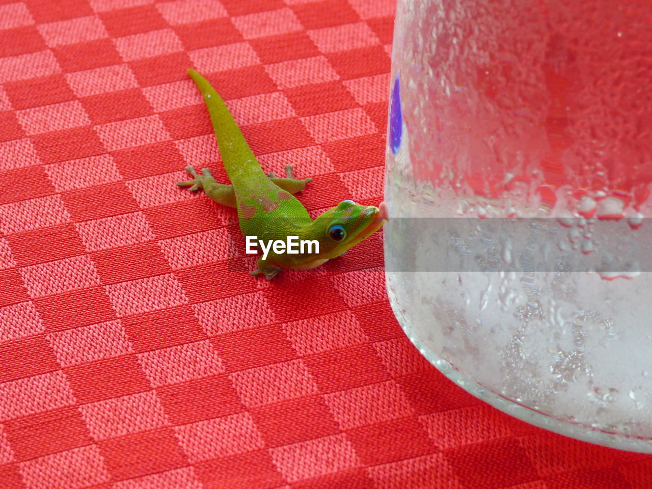 High angle view of gecko licking condensed glass on red table