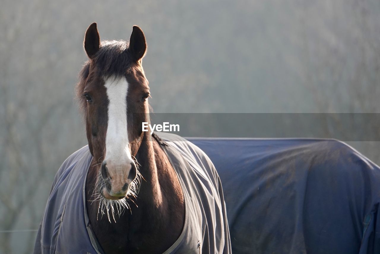 HORSE IN A RANCH