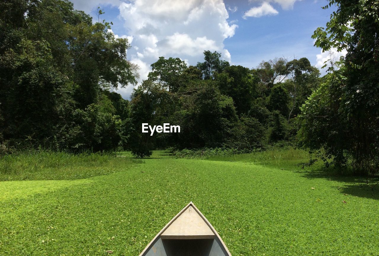 Scenic view of trees on field against sky