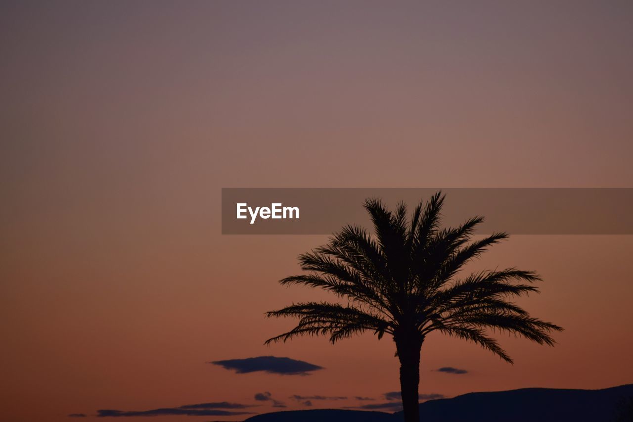 Silhouette palm tree against orange sky