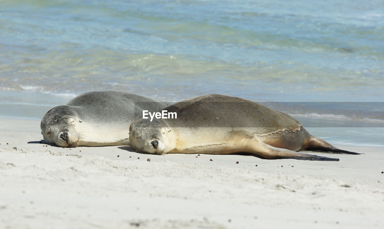 Sea lions on sunny beach