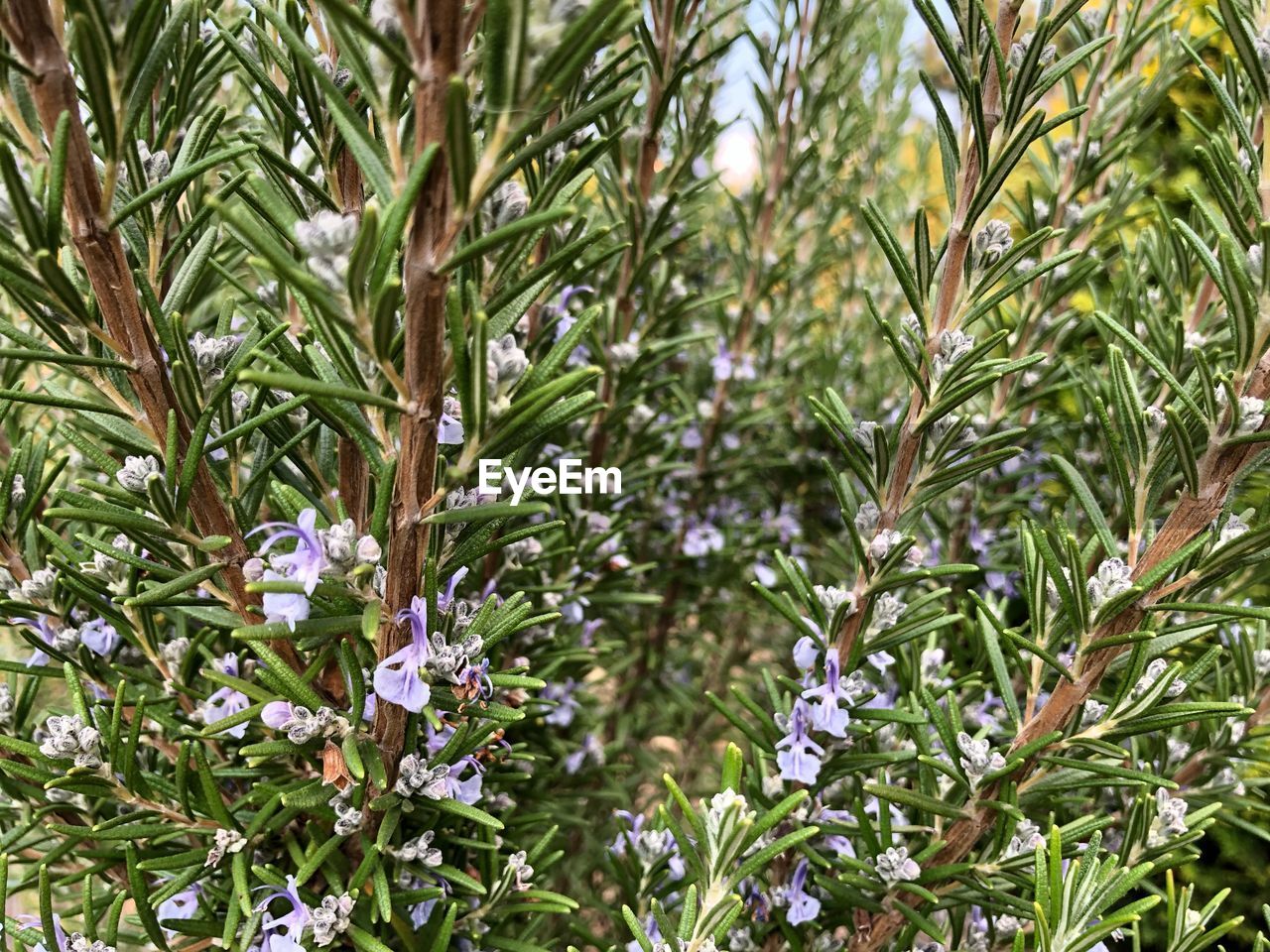 Close-up of flowering plant