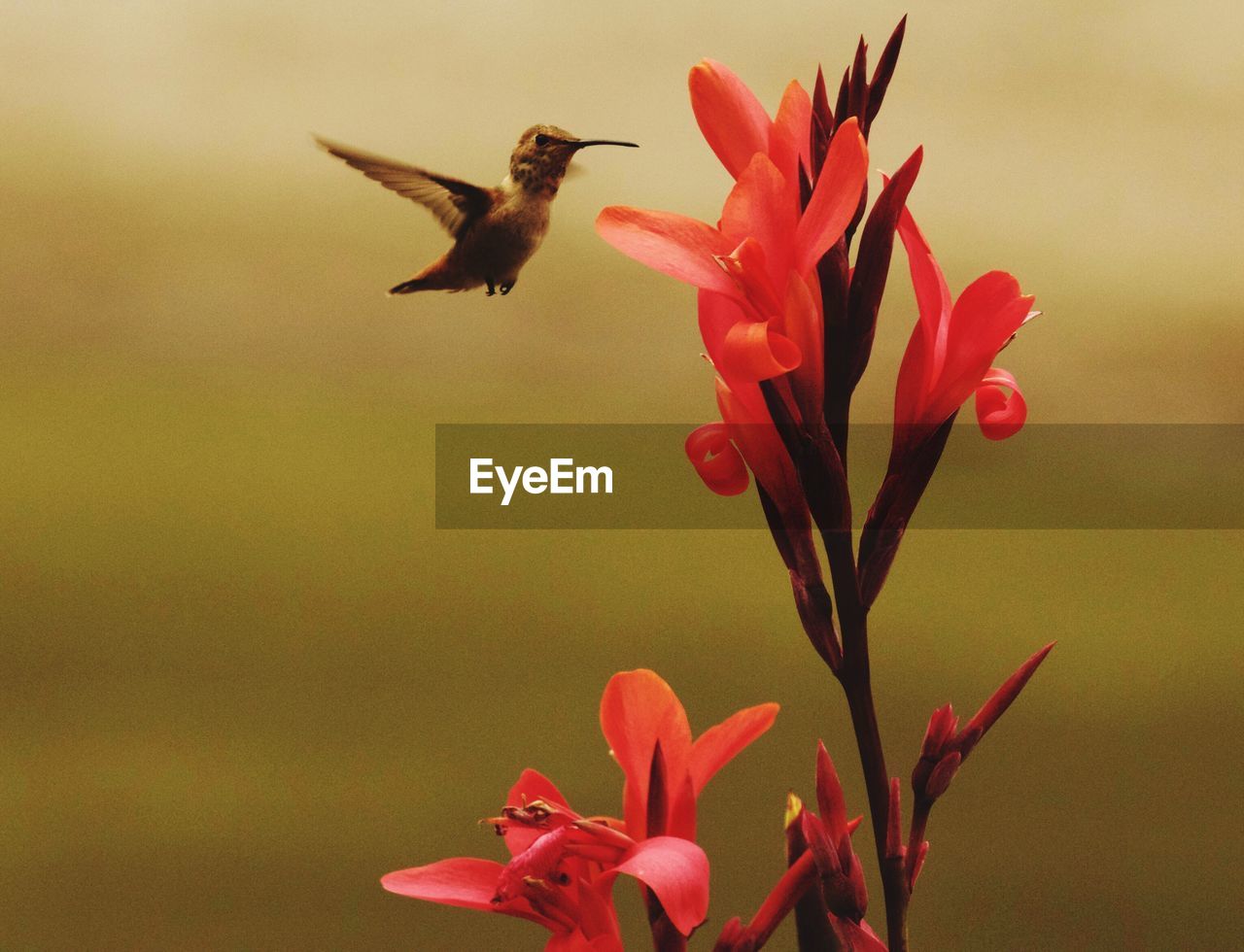 Hummingbird flying by red flowers