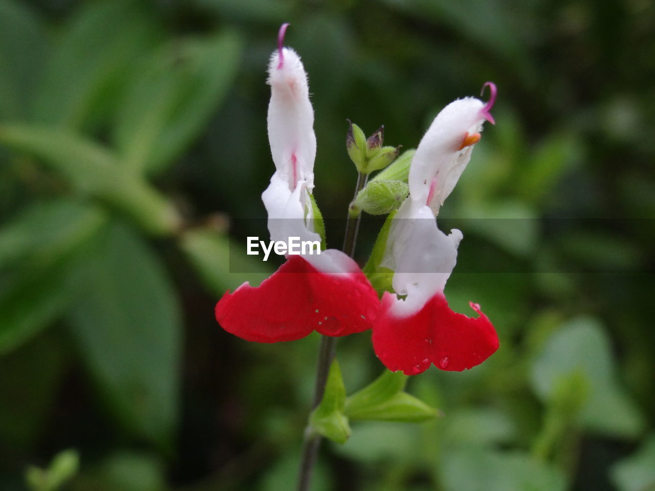 CLOSE-UP OF RED FLOWERS