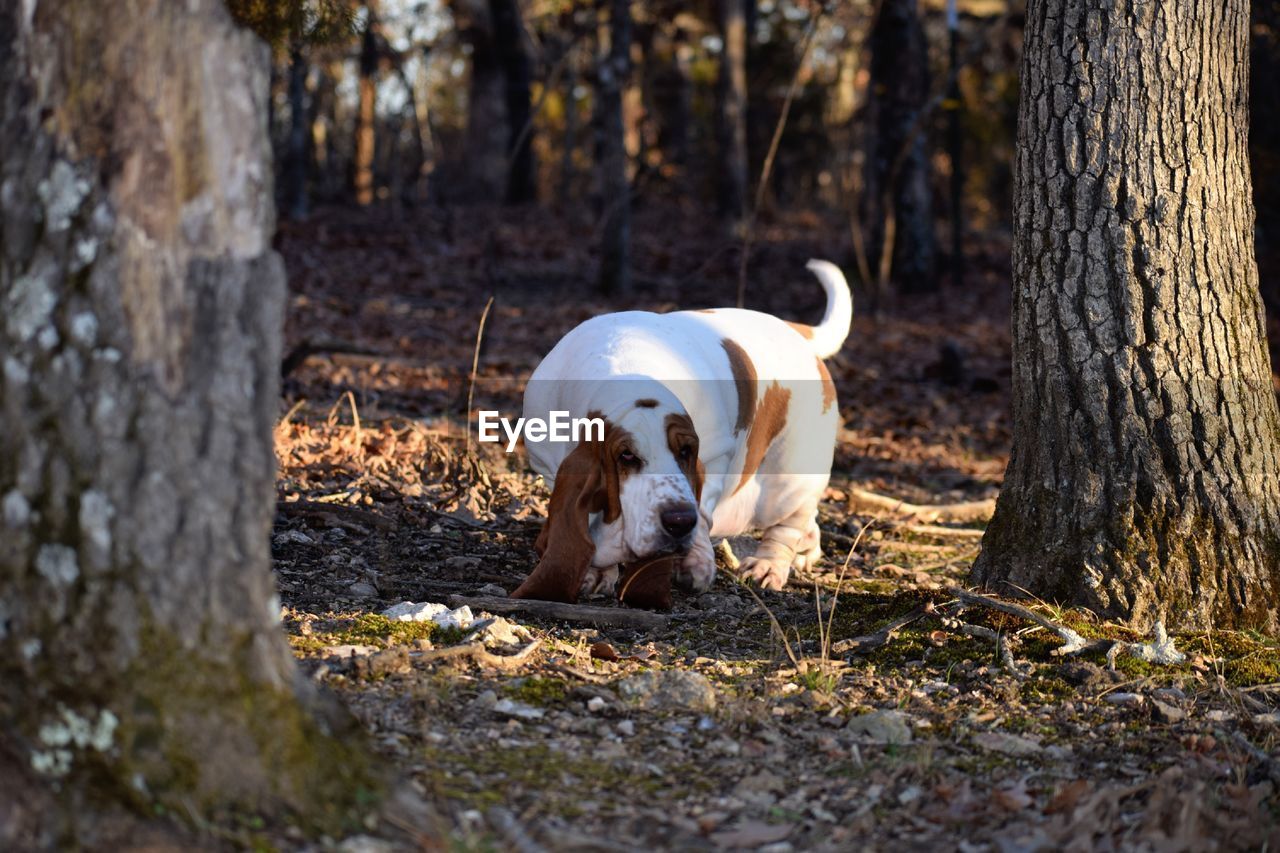 View of dog on field by tree trunk