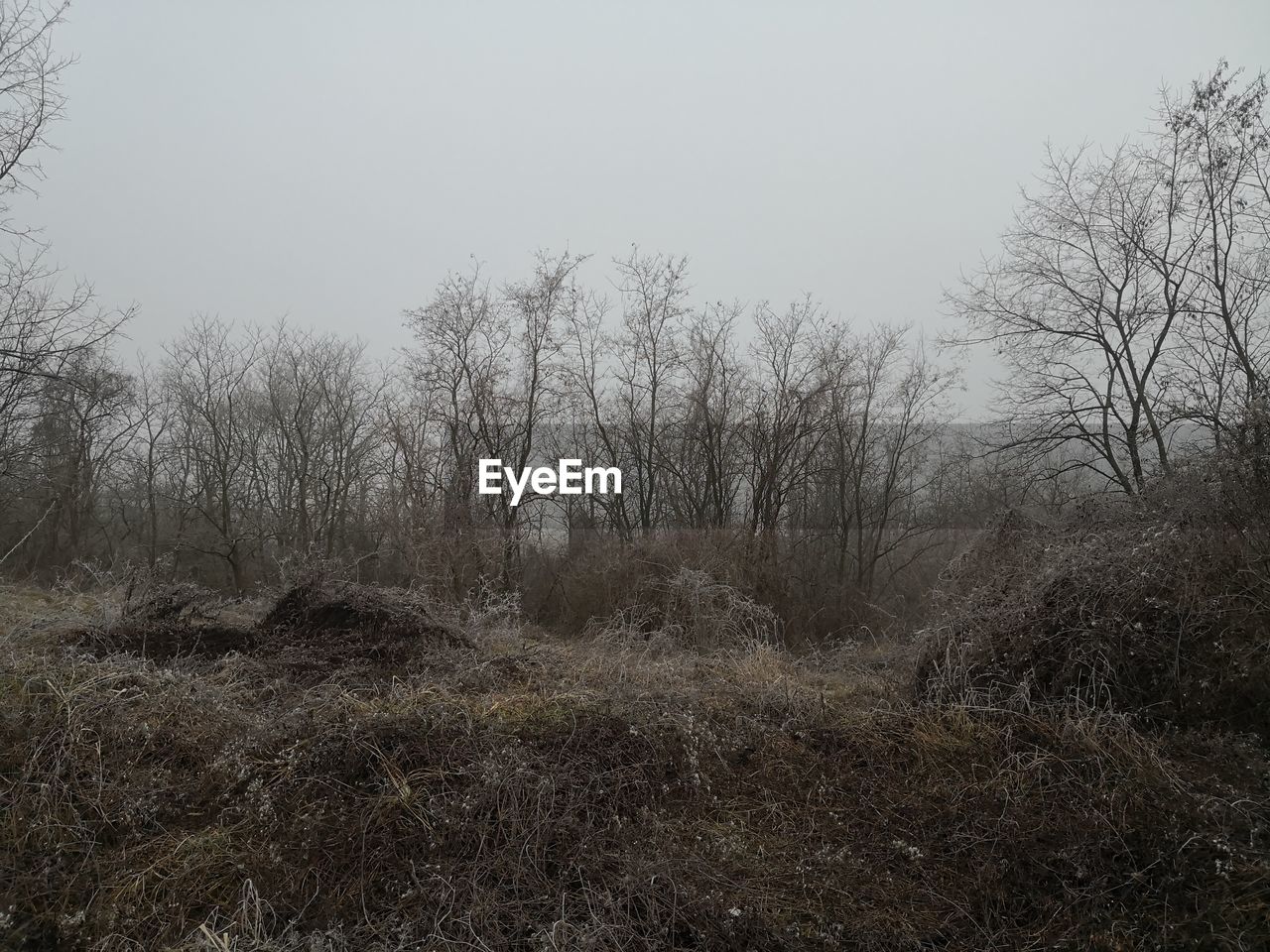 BARE TREES ON LAND AGAINST SKY