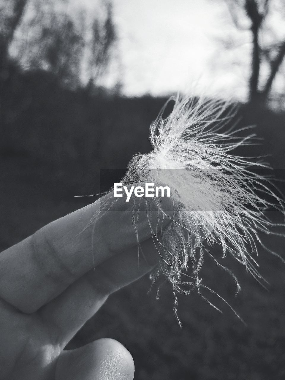 CLOSE-UP OF PERSON HAND HOLDING DANDELION