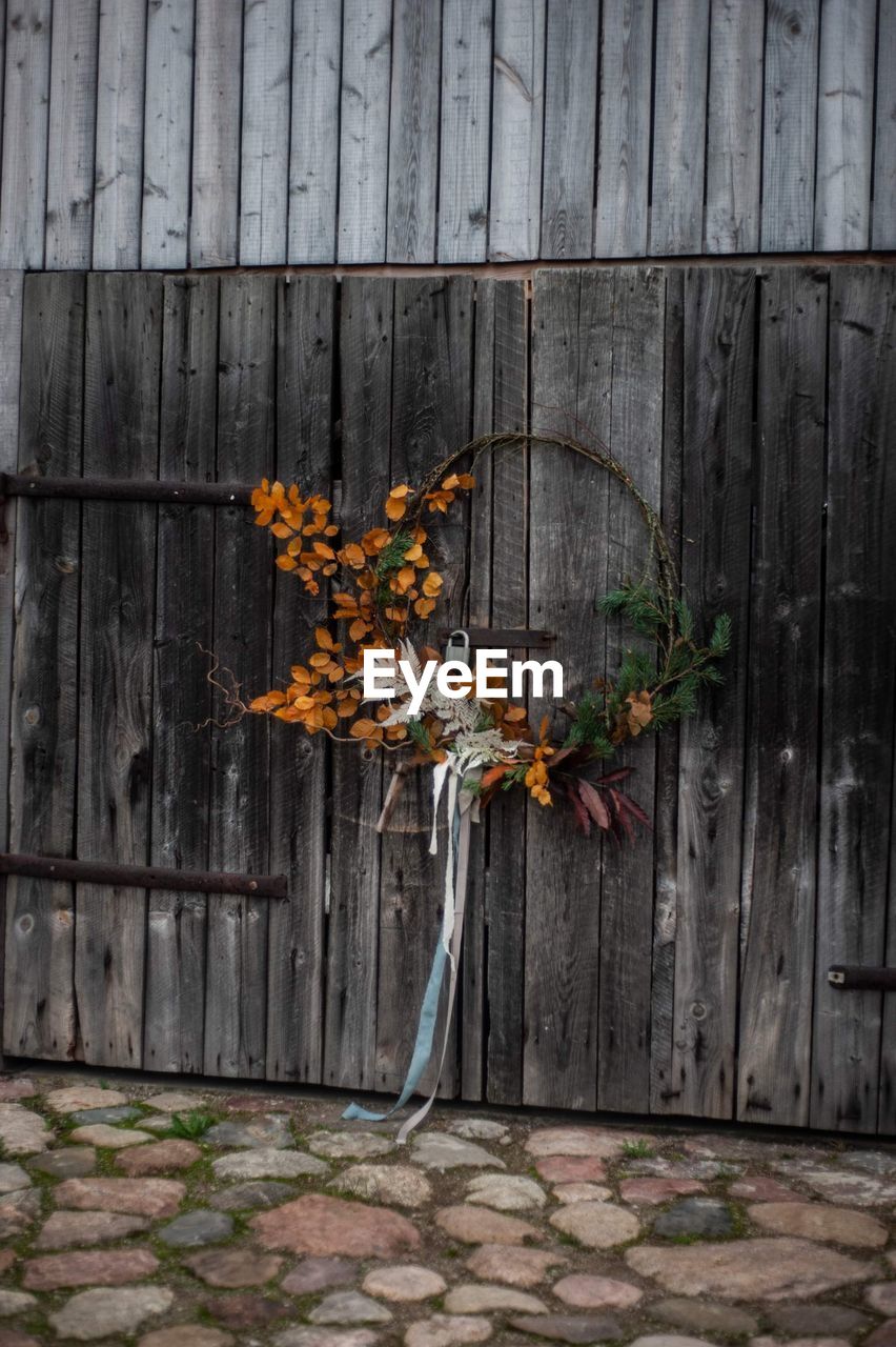 Close-up of orange plant against wooden wall