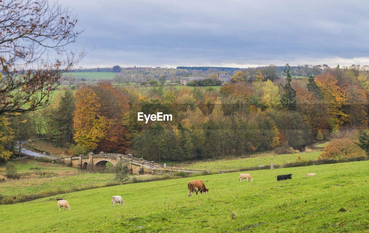 View of sheep grazing in field