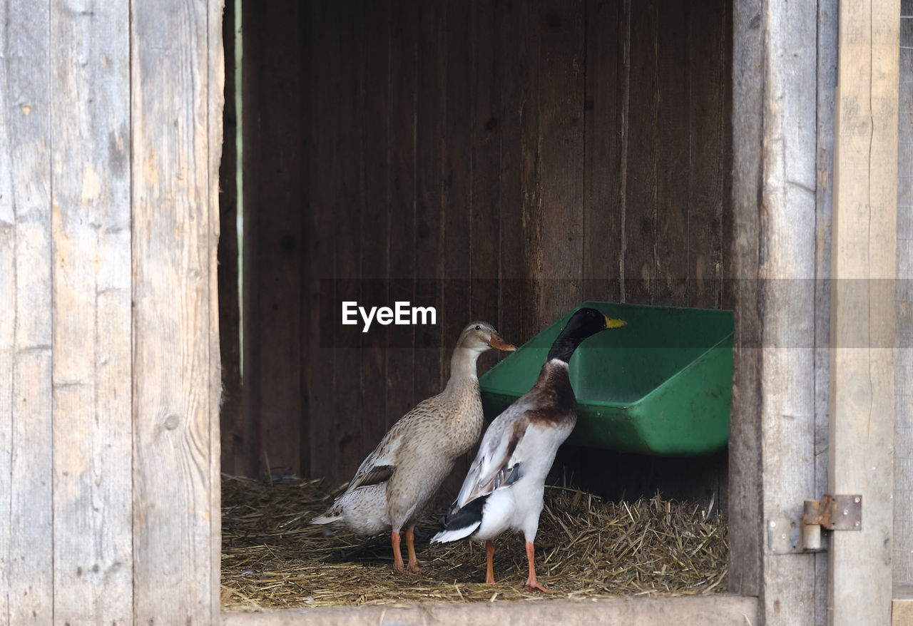 Geese perching in barn