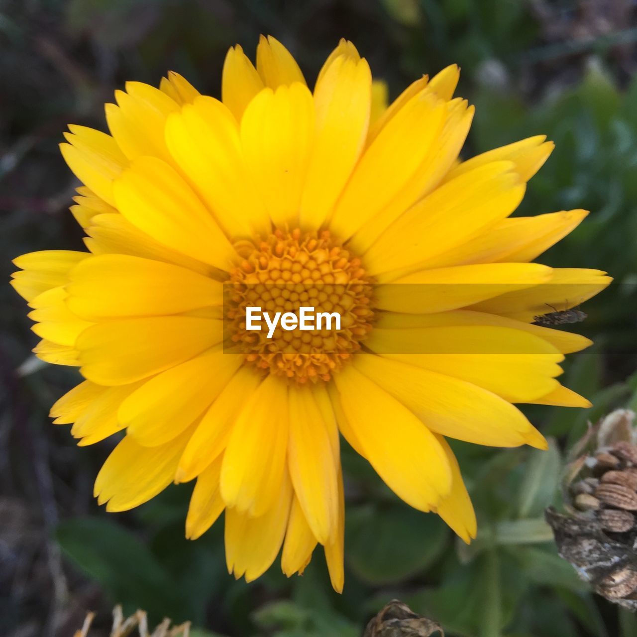 CLOSE-UP OF YELLOW FLOWERS