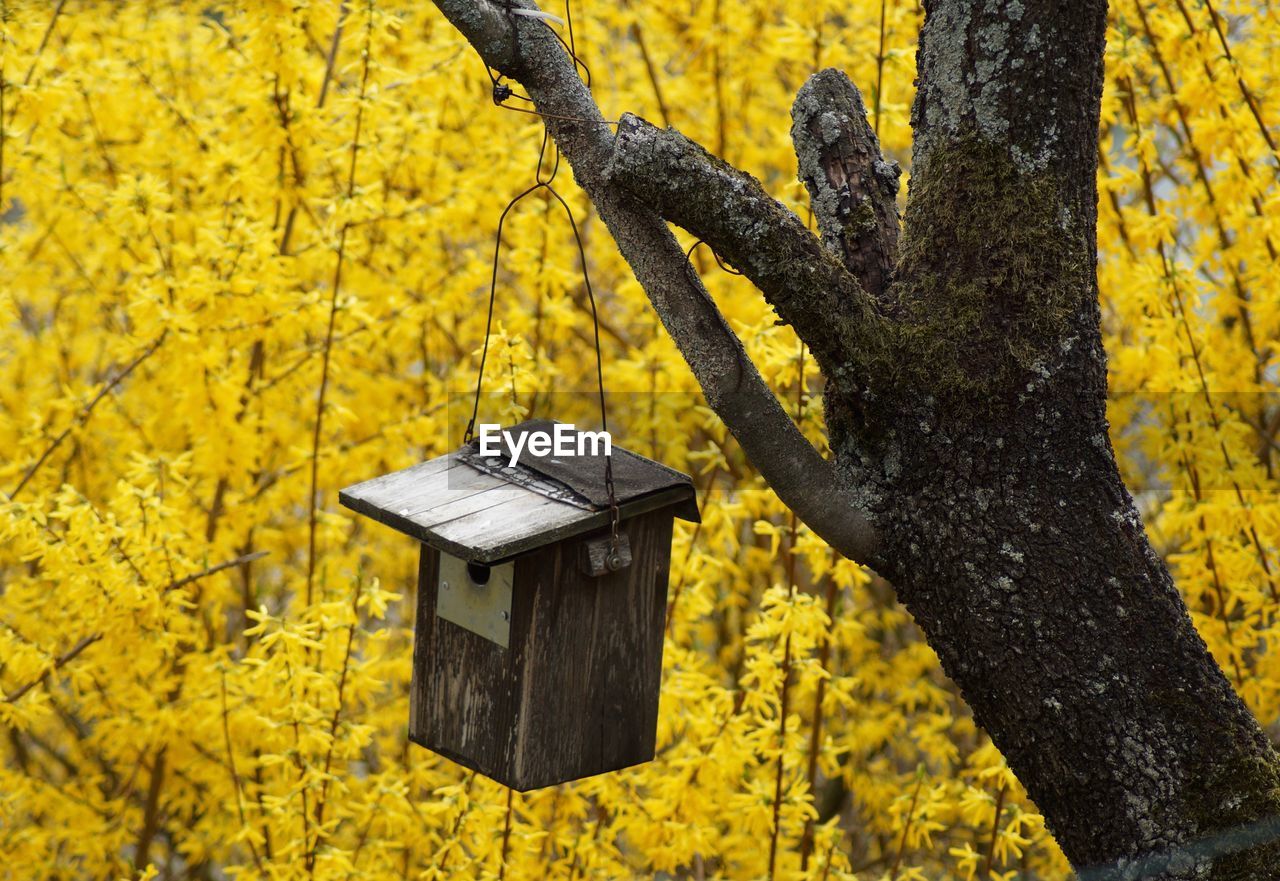 Yellow flowers on tree trunk with a birdhouse during autumn