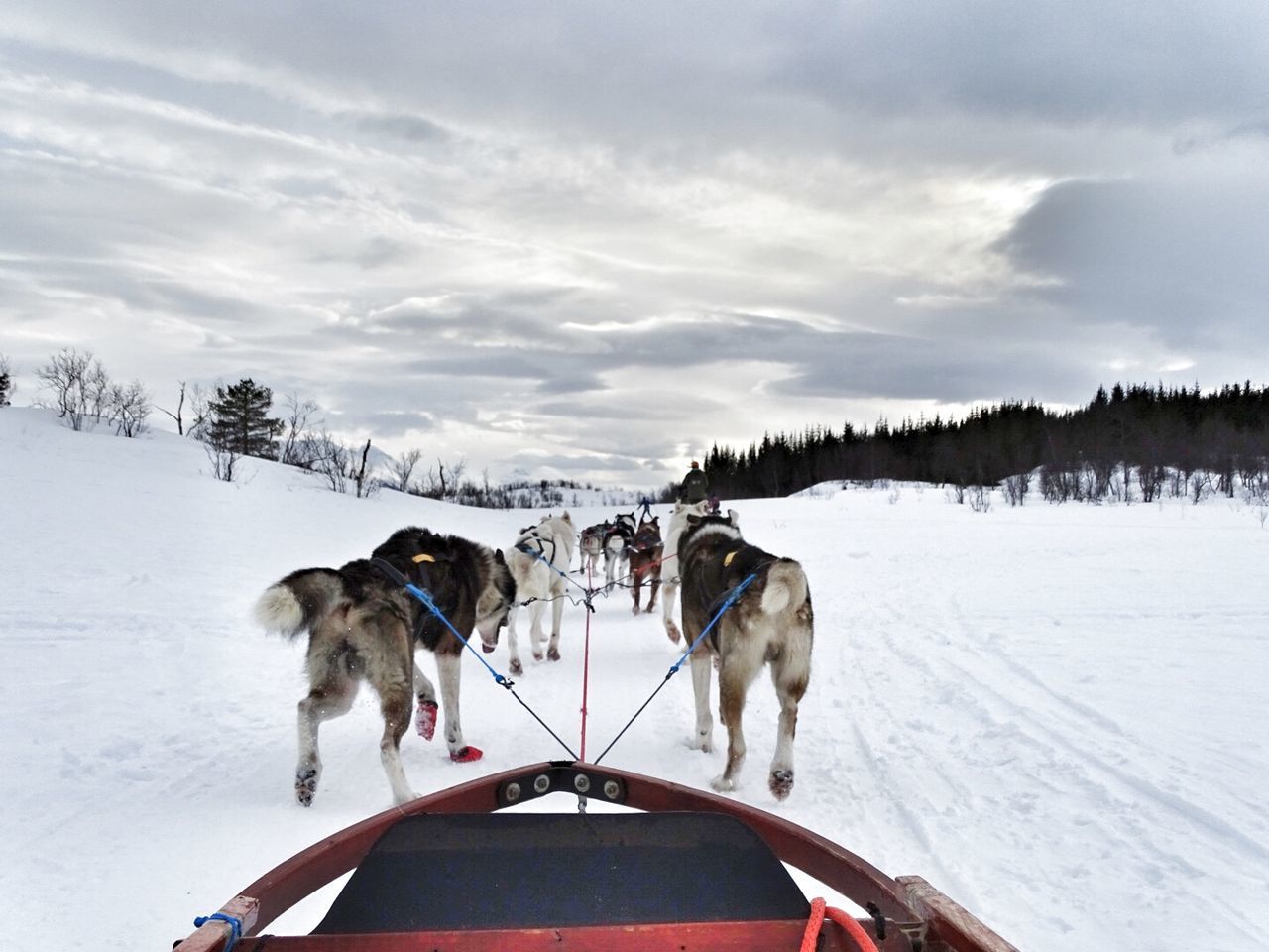 Rear view of sled dogs pulling sleigh on snowy landscape