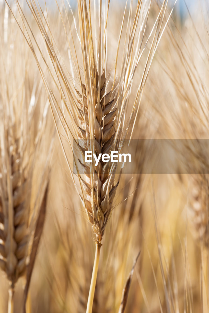 Golden wheat fields in rural illinois 