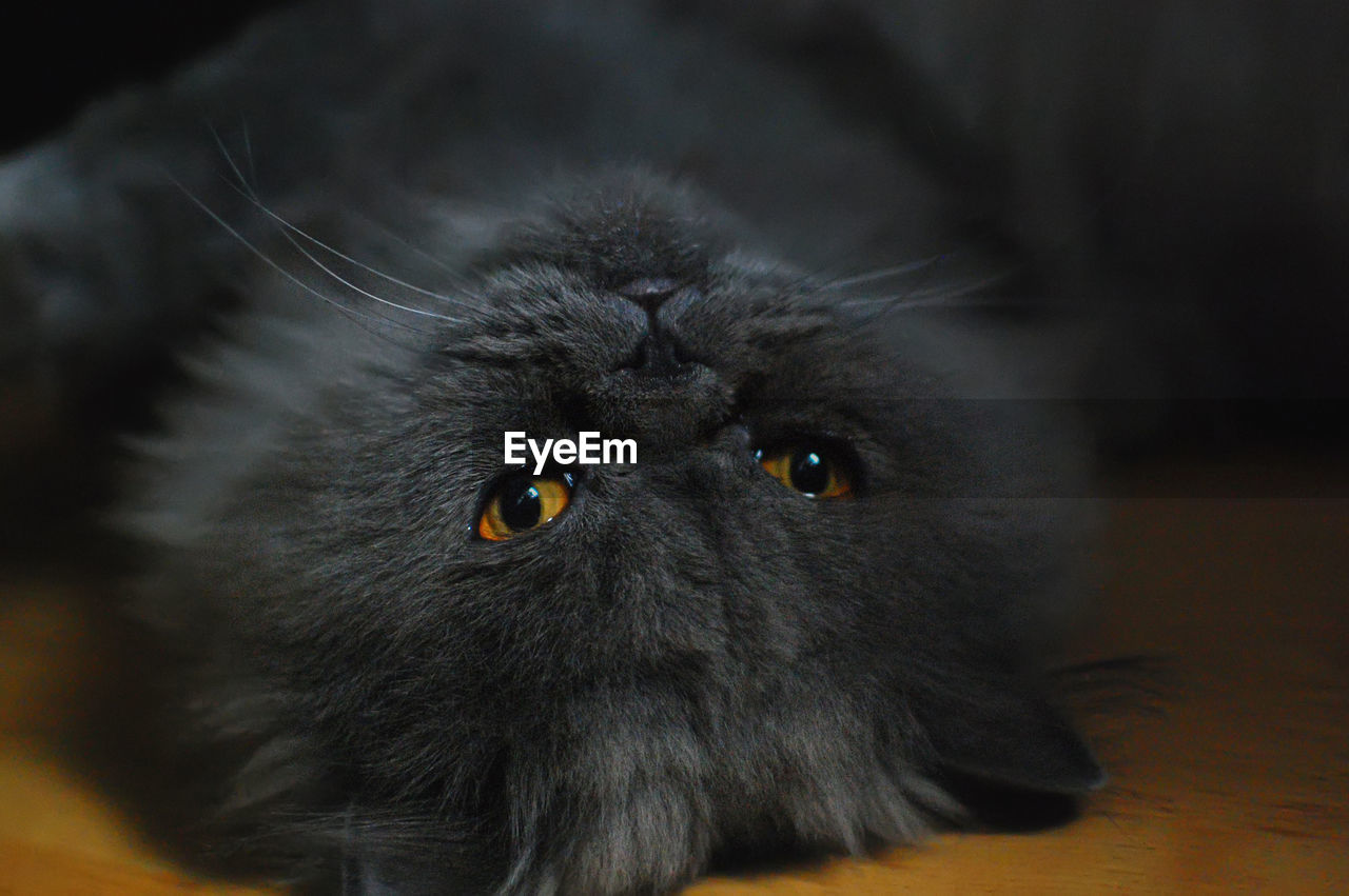 Close-up portrait of a persian cat