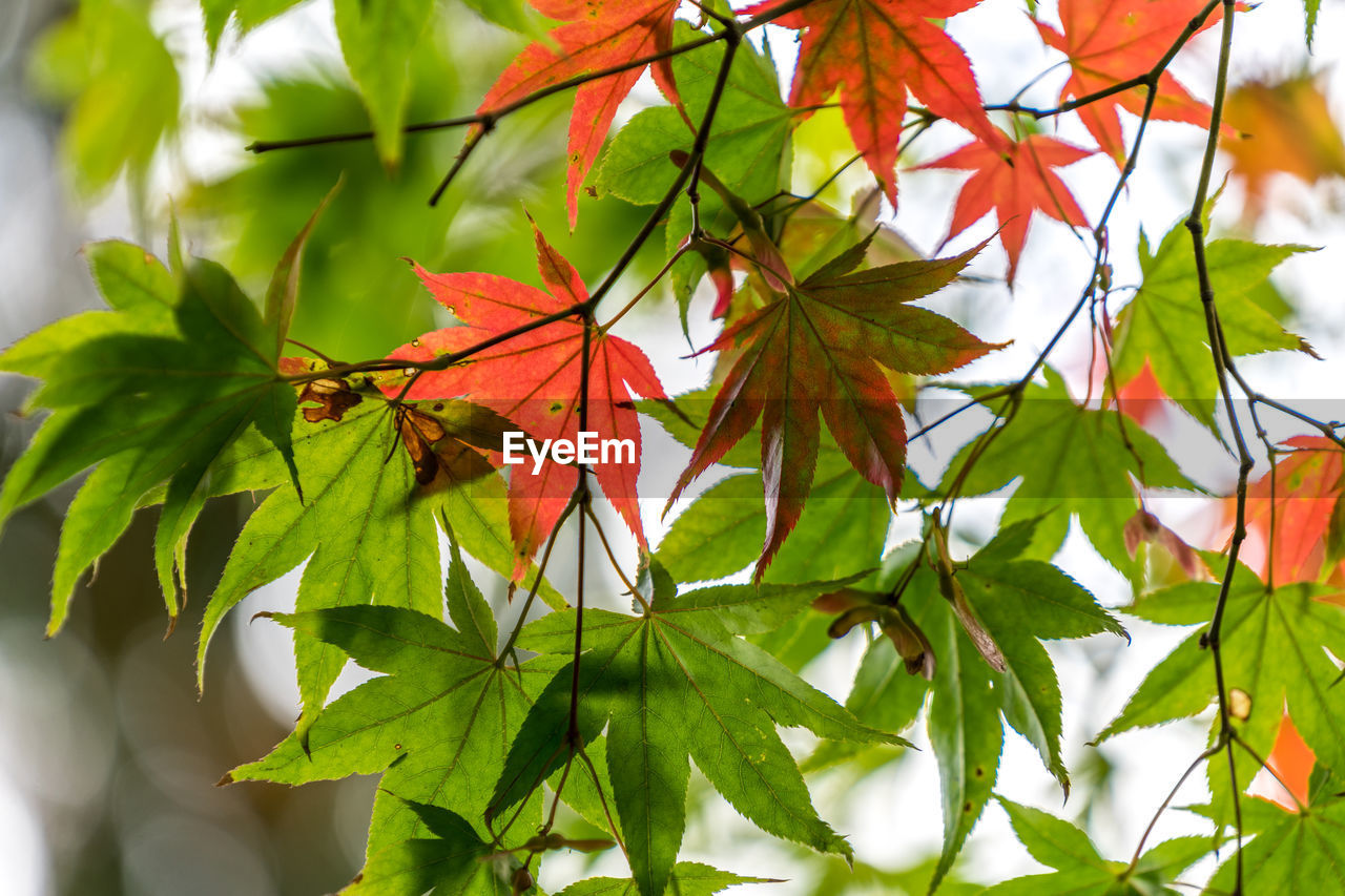 Close-up of orange maple leaves on tree