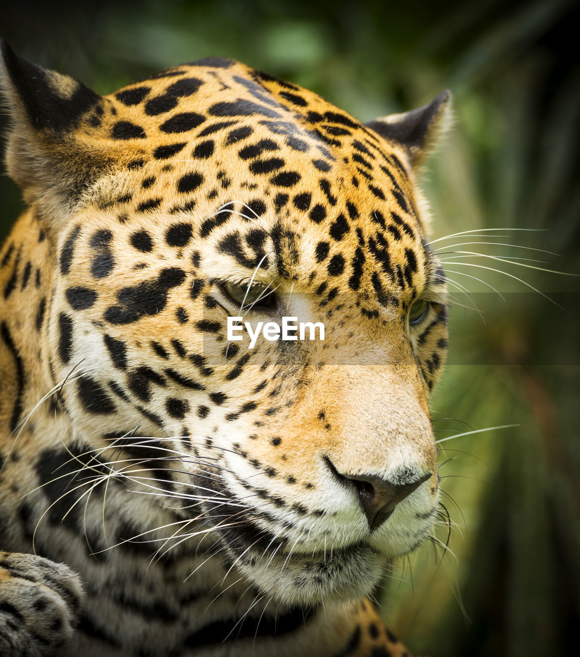 CLOSE-UP OF A RELAXED CAT LOOKING AWAY