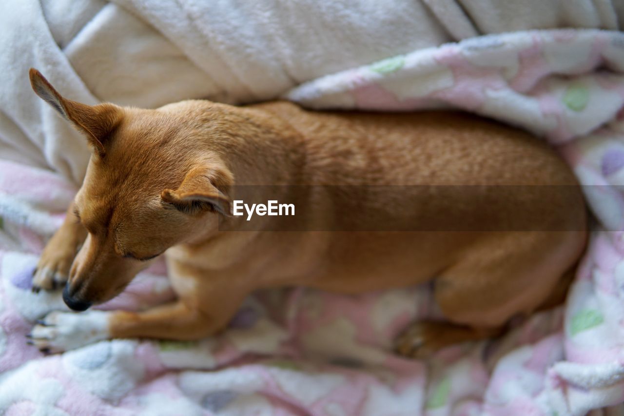 CLOSE-UP OF DOG SLEEPING ON BED