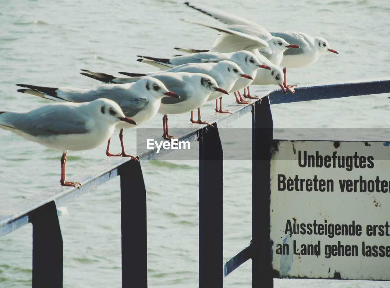 SEAGULLS PERCHING ON WOODEN POST AT SEA SHORE