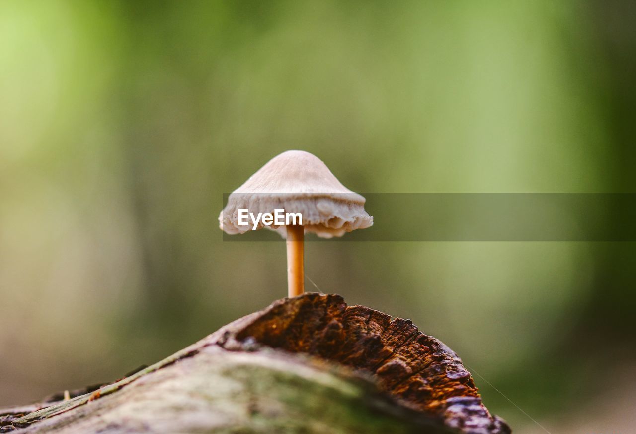 Close-up of mushroom growing on a tree