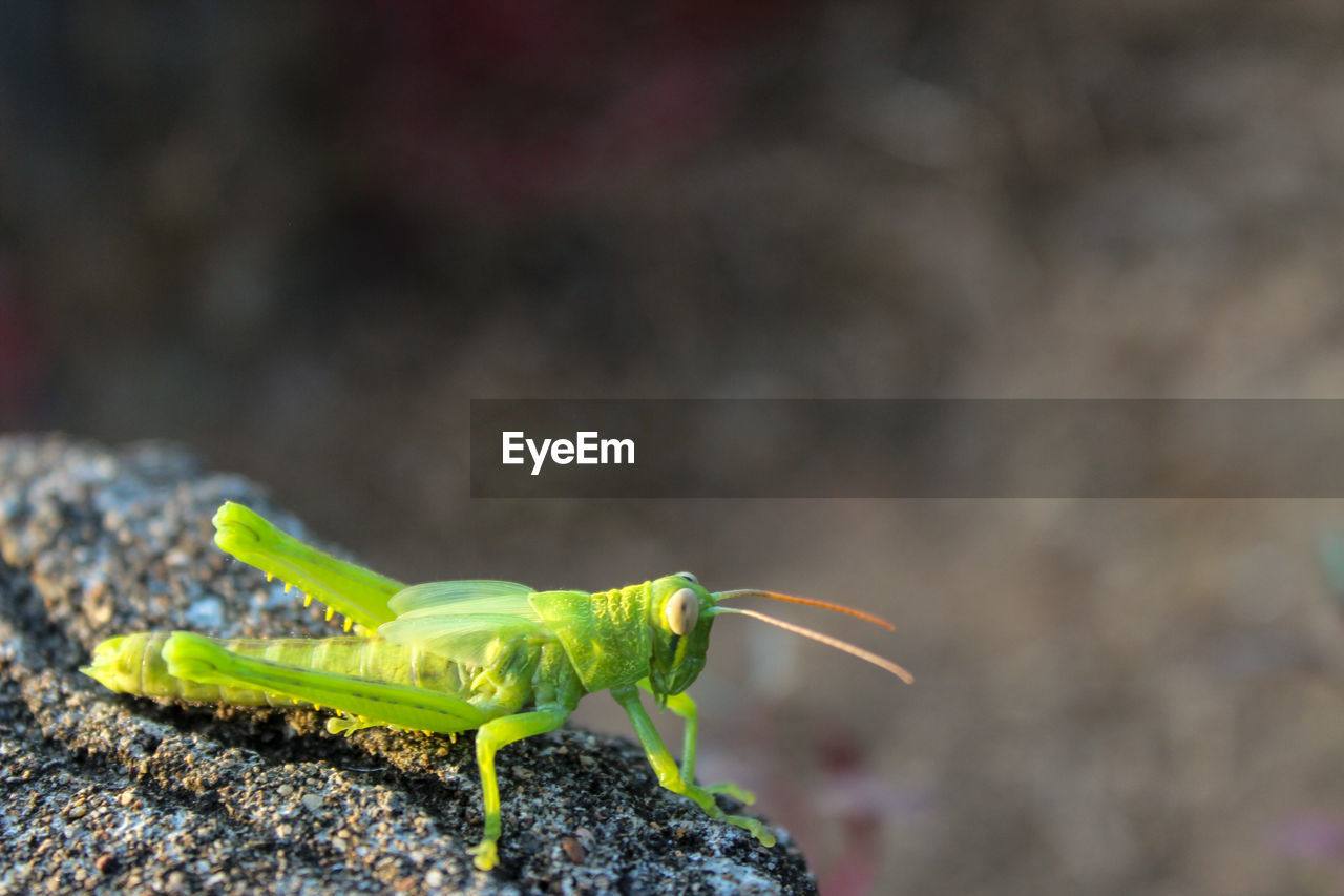 Close-up of insect on rock