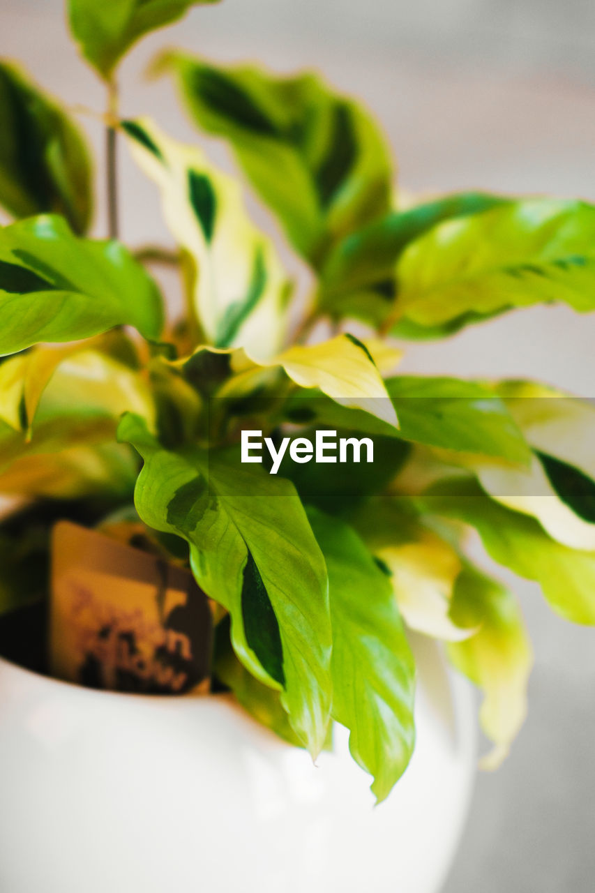 leaf, plant part, green, plant, nature, food, food and drink, flower, freshness, no people, close-up, indoors, yellow, herb, produce, growth, branch, houseplant, wellbeing, healthy eating, beauty in nature, medicine, focus on foreground