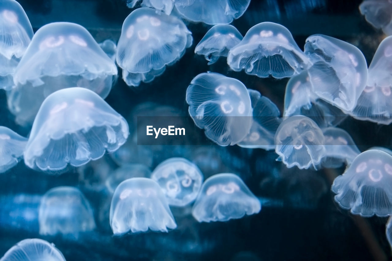 Close-up of jellyfish in sea