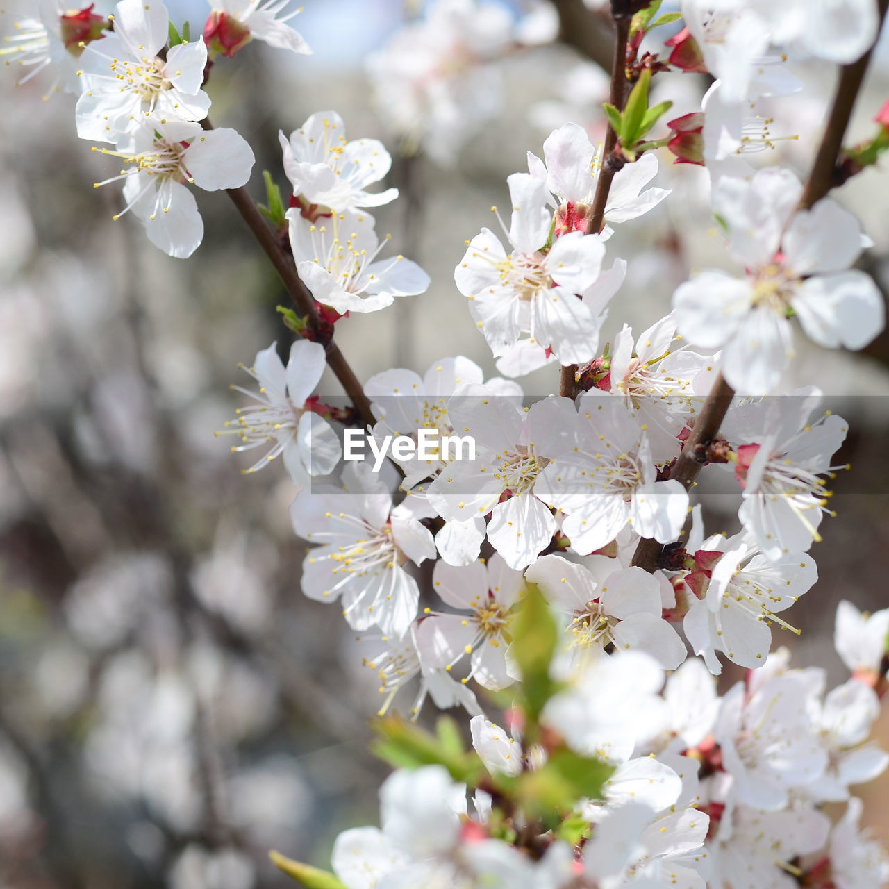 CLOSE-UP OF WHITE CHERRY BLOSSOMS