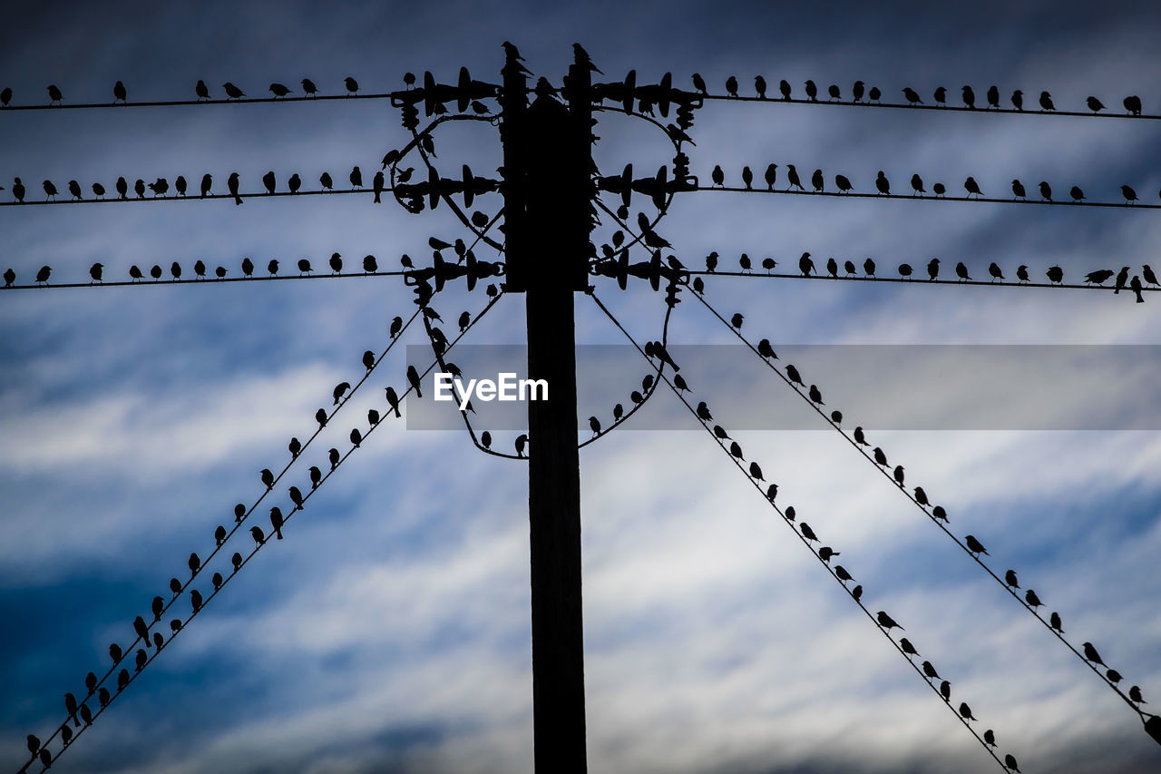 Low angle view of silhouette birds against sky