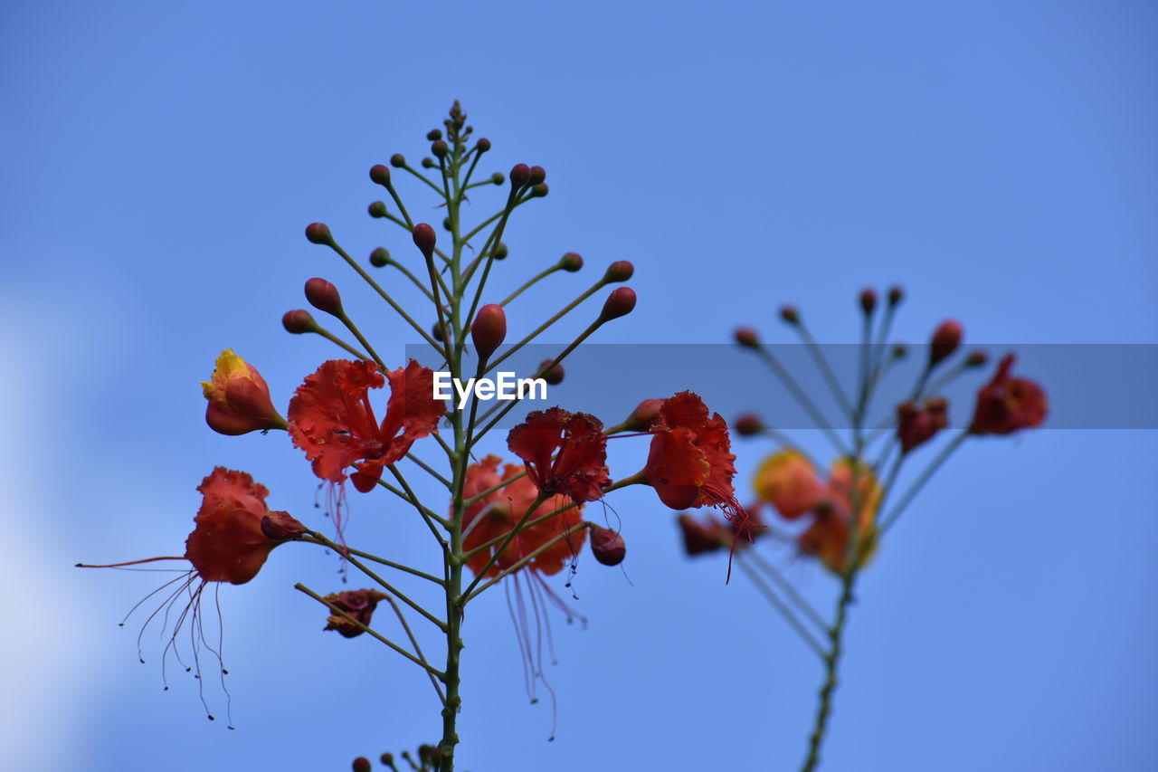 LOW ANGLE VIEW OF FLOWERING PLANT AGAINST CLEAR BLUE SKY