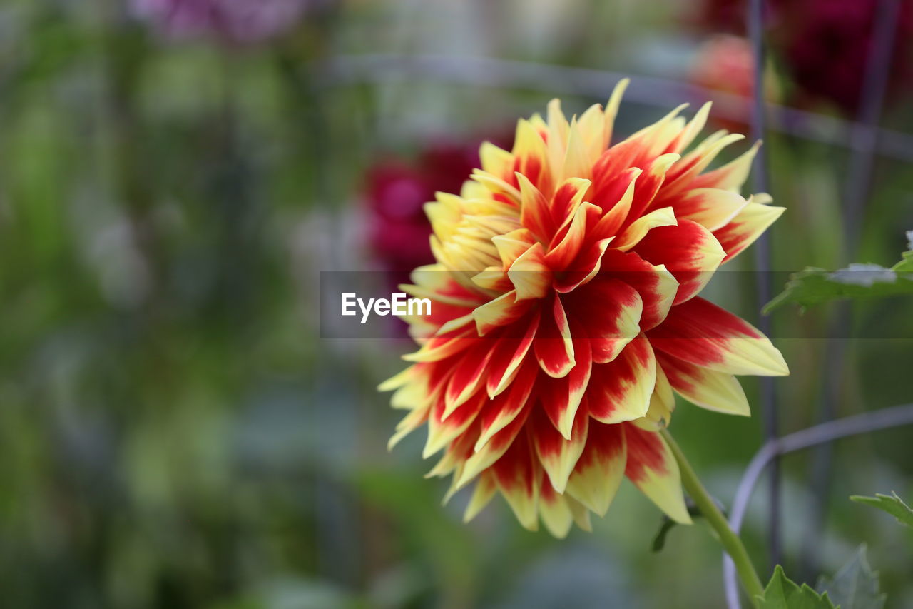 flower, flowering plant, plant, beauty in nature, freshness, petal, close-up, fragility, flower head, nature, inflorescence, dahlia, growth, focus on foreground, red, no people, outdoors, springtime, macro photography, day, plant part, leaf, vibrant color, blossom, botany, yellow, wildflower