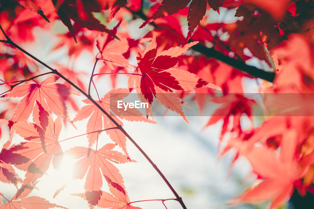 LOW ANGLE VIEW OF MAPLE TREE