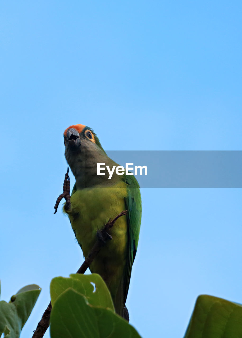 Low angle view of parrot perching on branch against clear sky