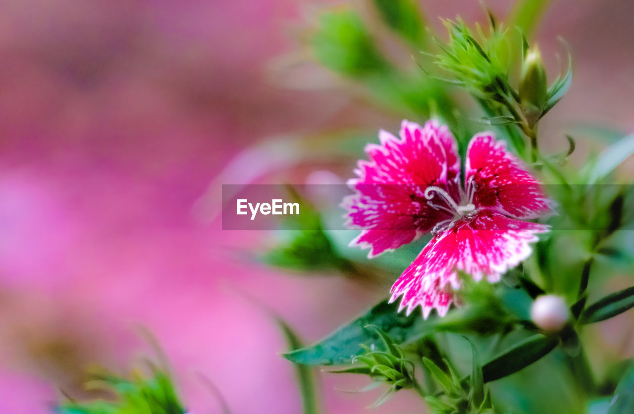 Close-up of pink flowering plant sweet william 