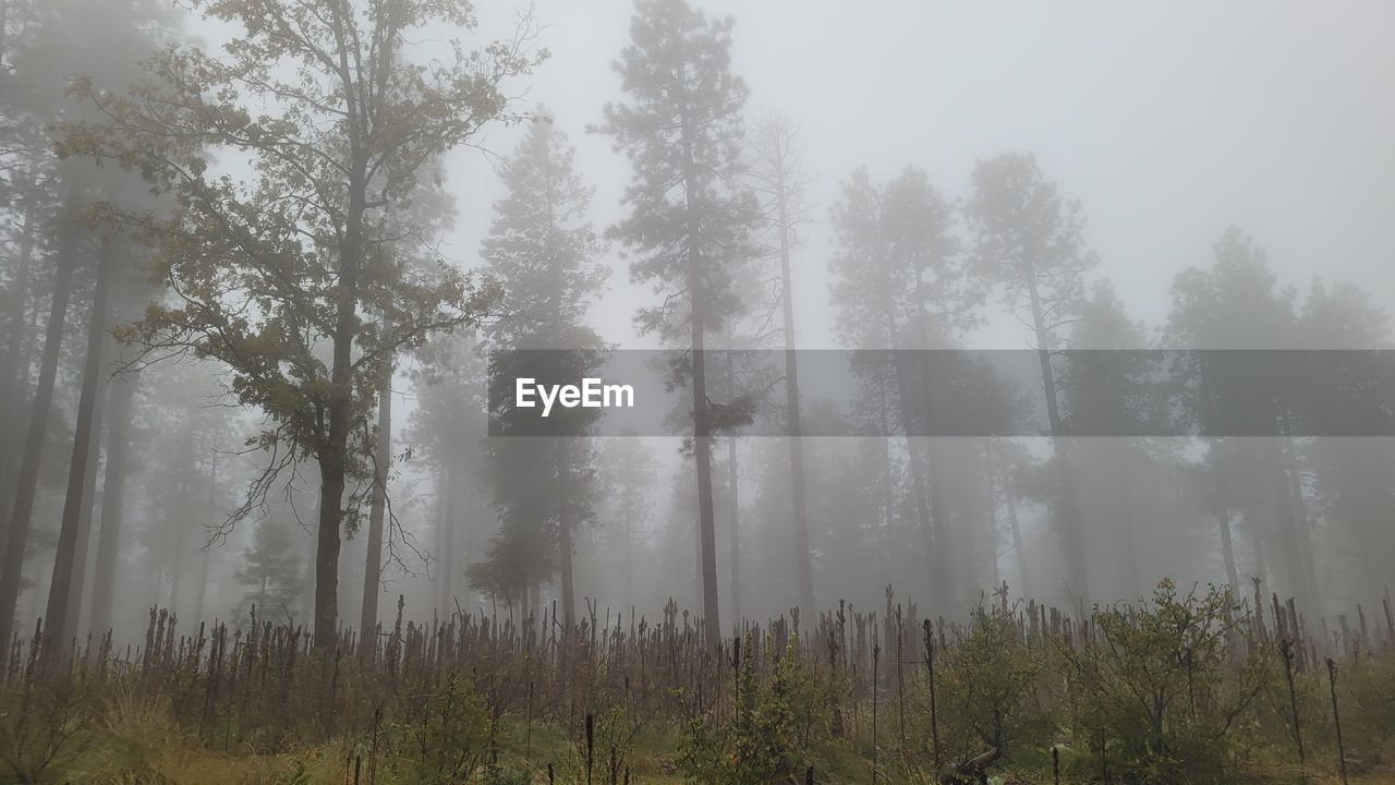tree, plant, mist, fog, forest, land, natural environment, morning, nature, environment, beauty in nature, pine woodland, landscape, woodland, pine tree, coniferous tree, tranquility, non-urban scene, scenics - nature, pinaceae, no people, wilderness, tranquil scene, sky, growth, haze, outdoors, evergreen tree, social issues, tree trunk, day, trunk