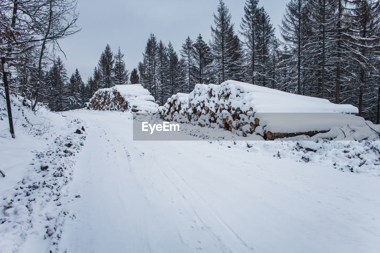 SNOW COVERED PLANTS AND TREES ON ROAD