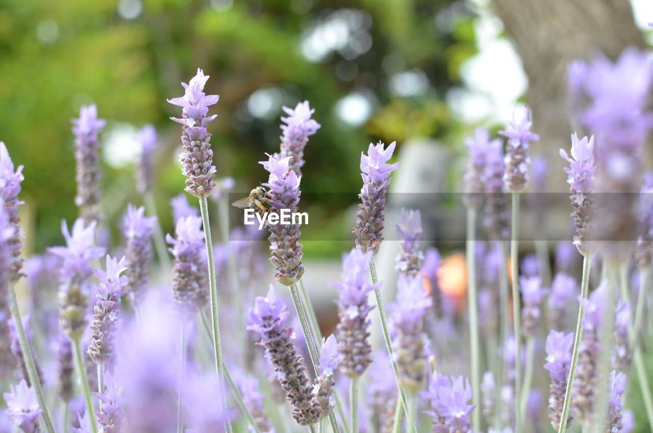 Lavenders growing on field
