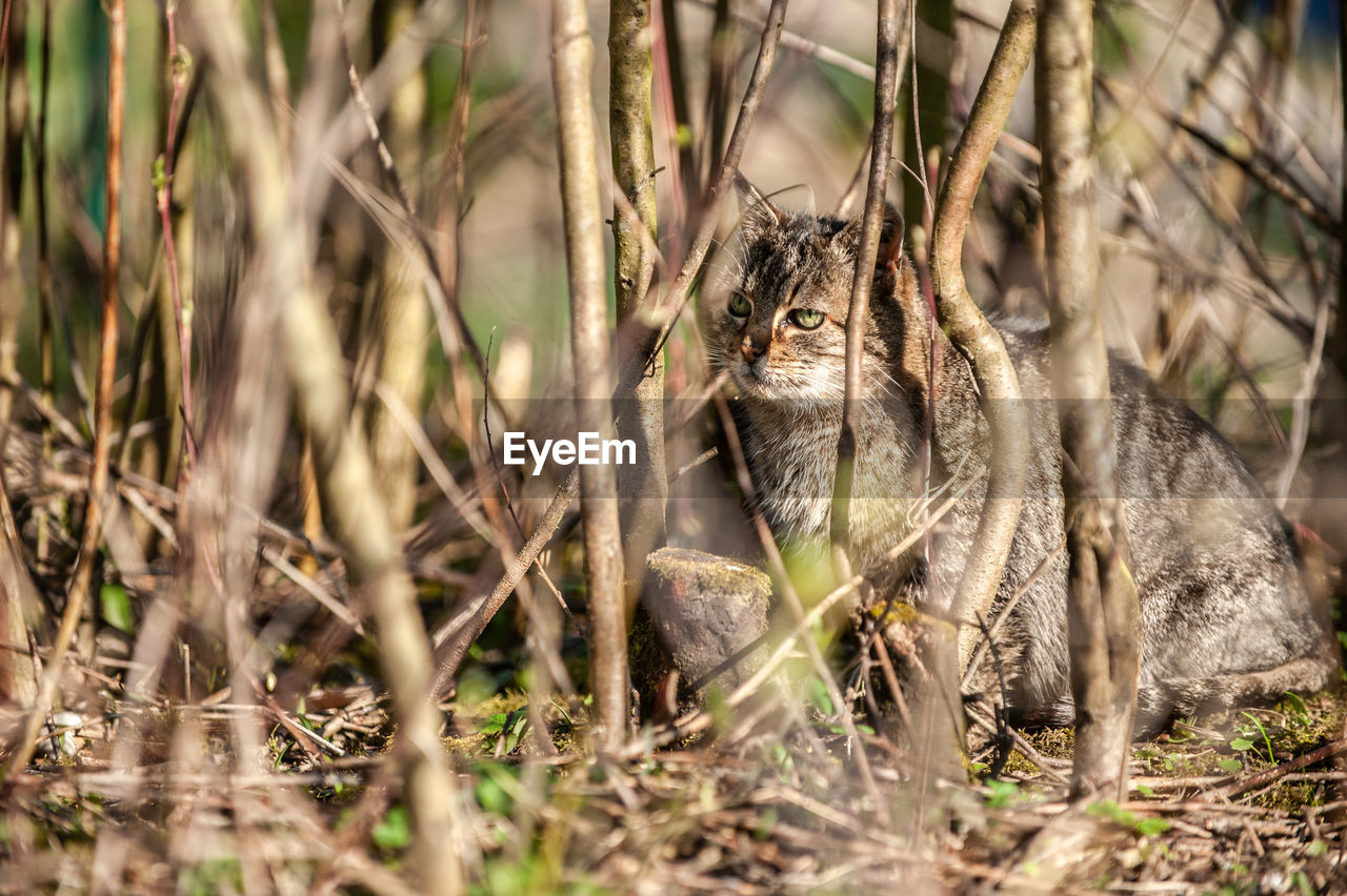 Portrait of a cat looking through a shrub