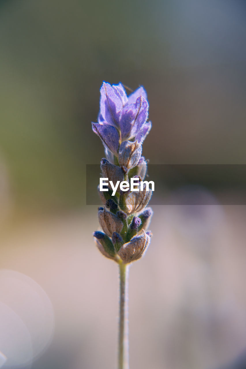 Close-up of purple flowering plant