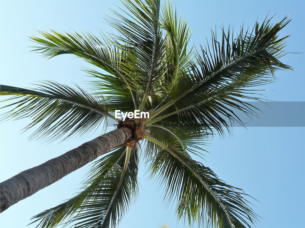 LOW ANGLE VIEW OF PALM TREE AGAINST CLEAR SKY