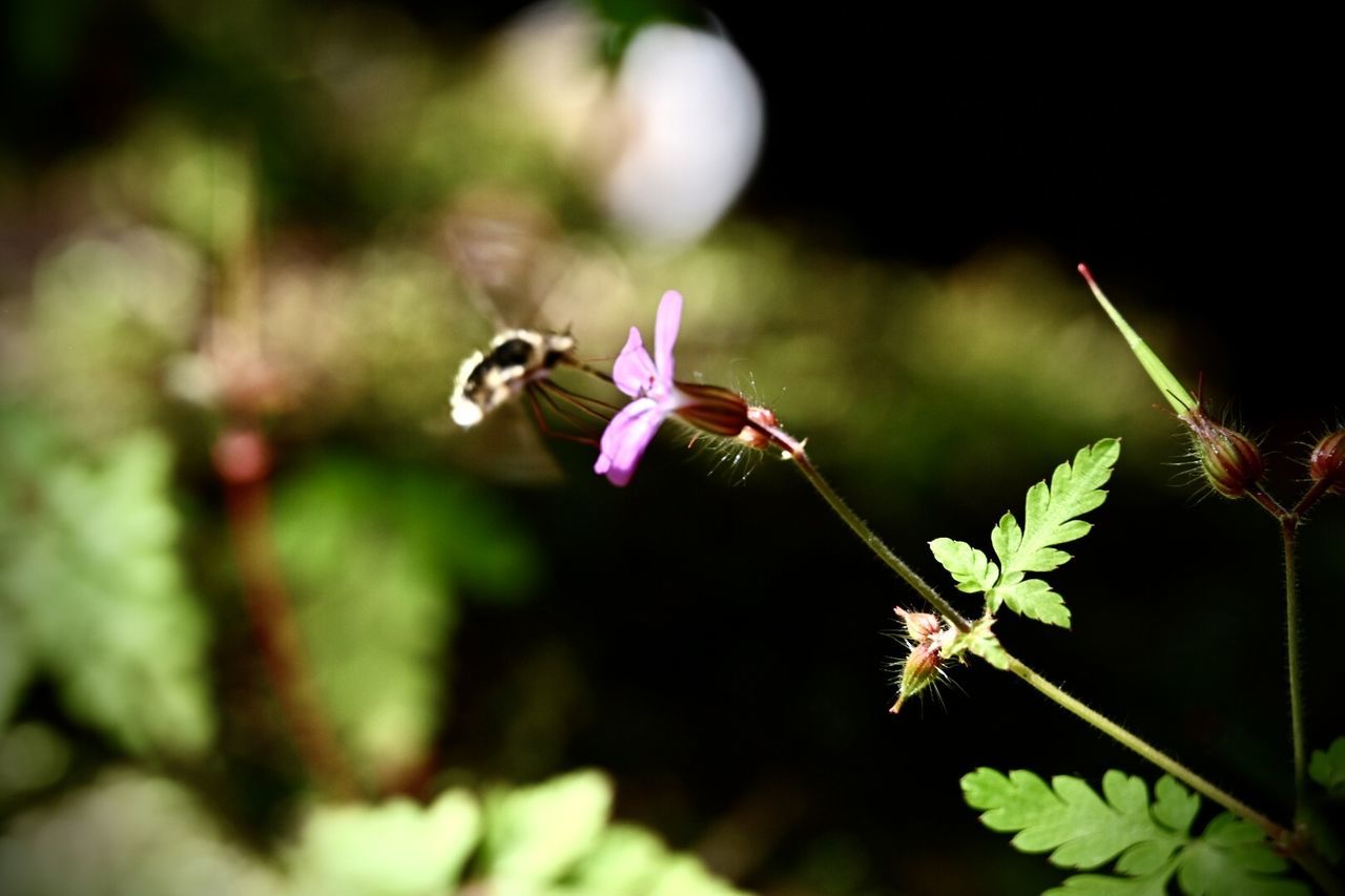 nature, plant, flower, green, flowering plant, beauty in nature, macro photography, blossom, leaf, freshness, close-up, animal wildlife, fragility, insect, animal, animal themes, focus on foreground, no people, growth, petal, wildlife, flying, flower head, branch, outdoors, wildflower, one animal, plant stem, day, springtime, plant part, selective focus, sunlight