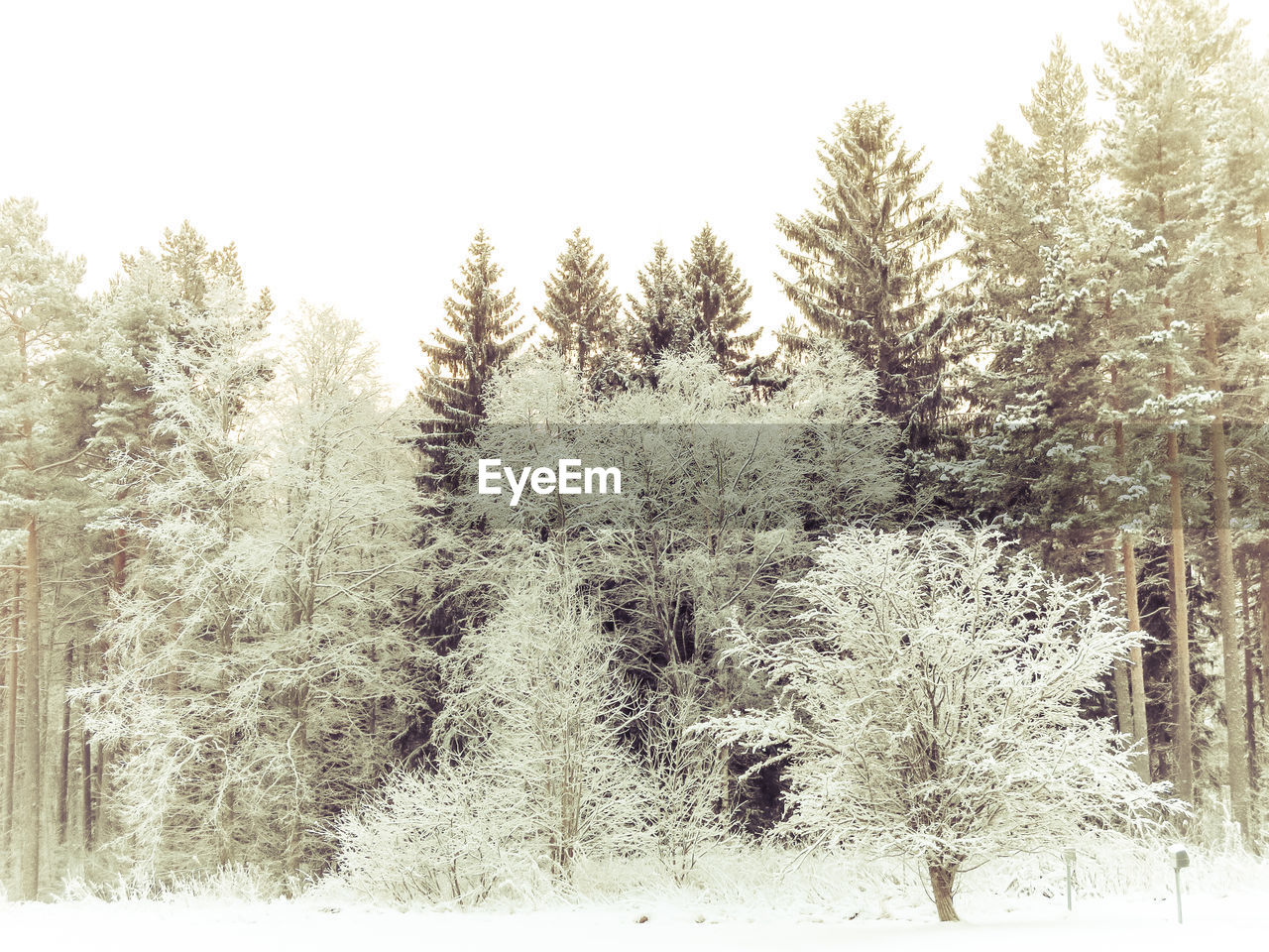 Trees on snow covered field