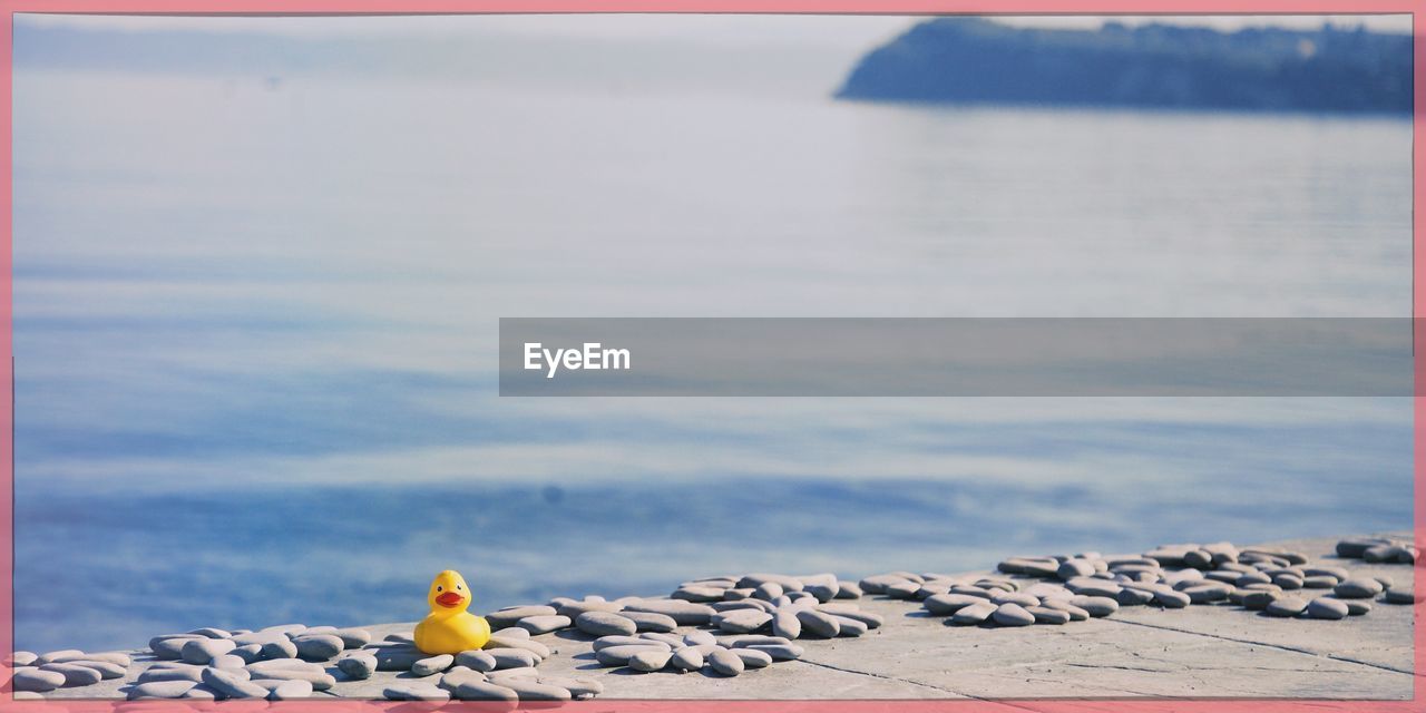 CLOSE-UP OF SEAGULL PERCHING ON ROCK AT BEACH