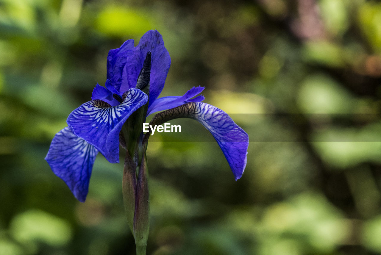 Close-up of purple iris blooming outdoors