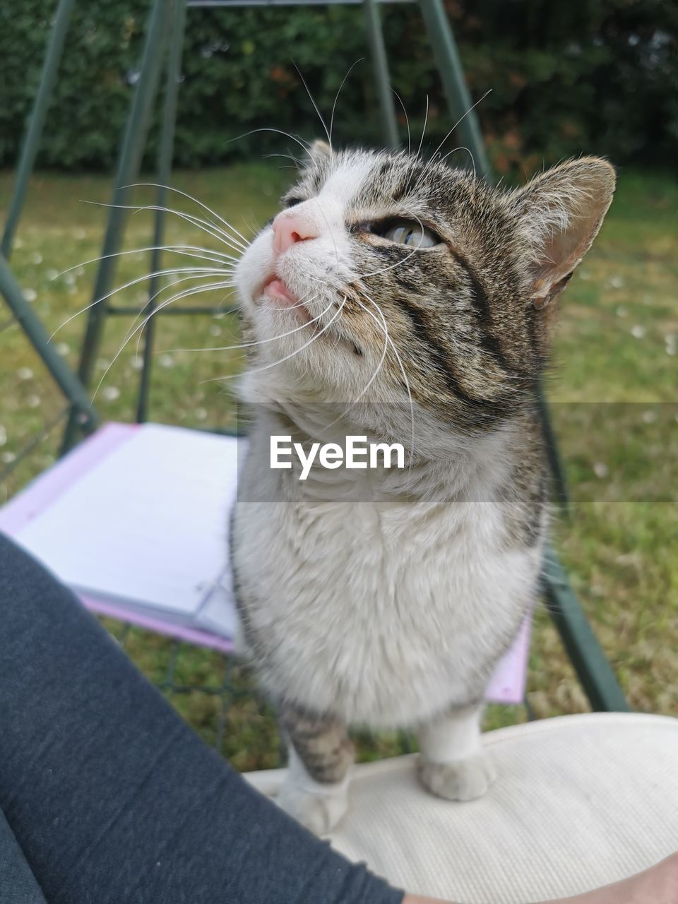 CLOSE-UP OF A CAT LOOKING UP OUTDOORS