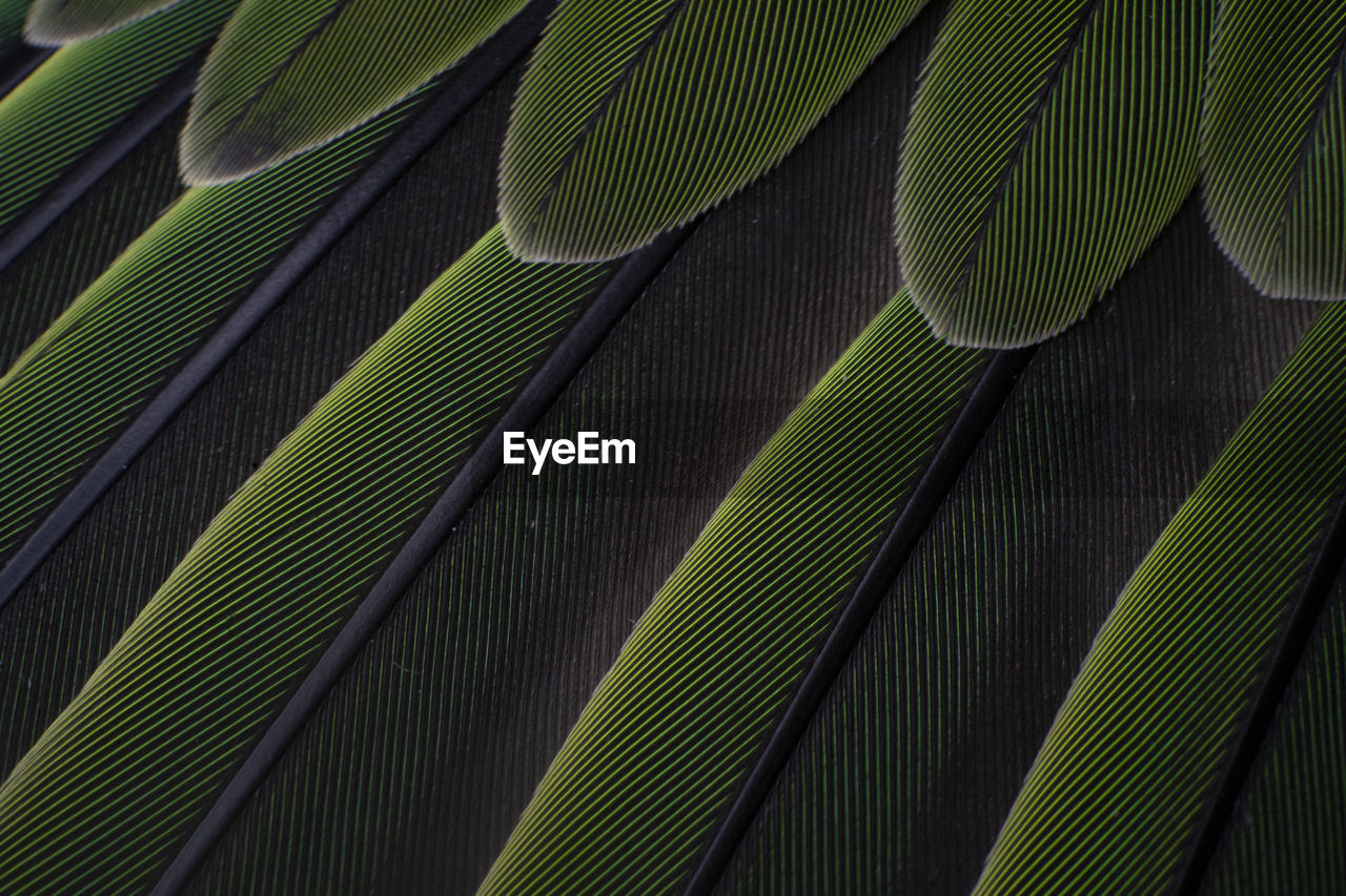 Macro details of a parrot colorful parrot feathers