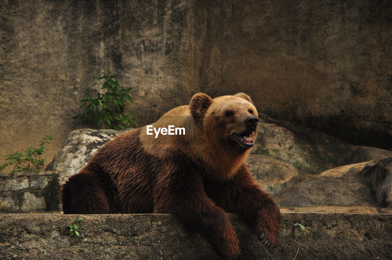 Grizzly bear relaxing at zoo