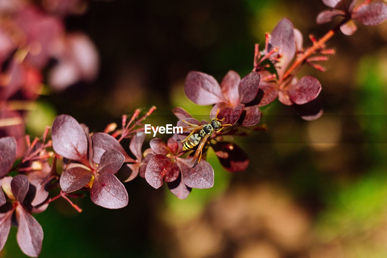 CLOSE-UP OF WILTED FLOWERS ON LEAVES