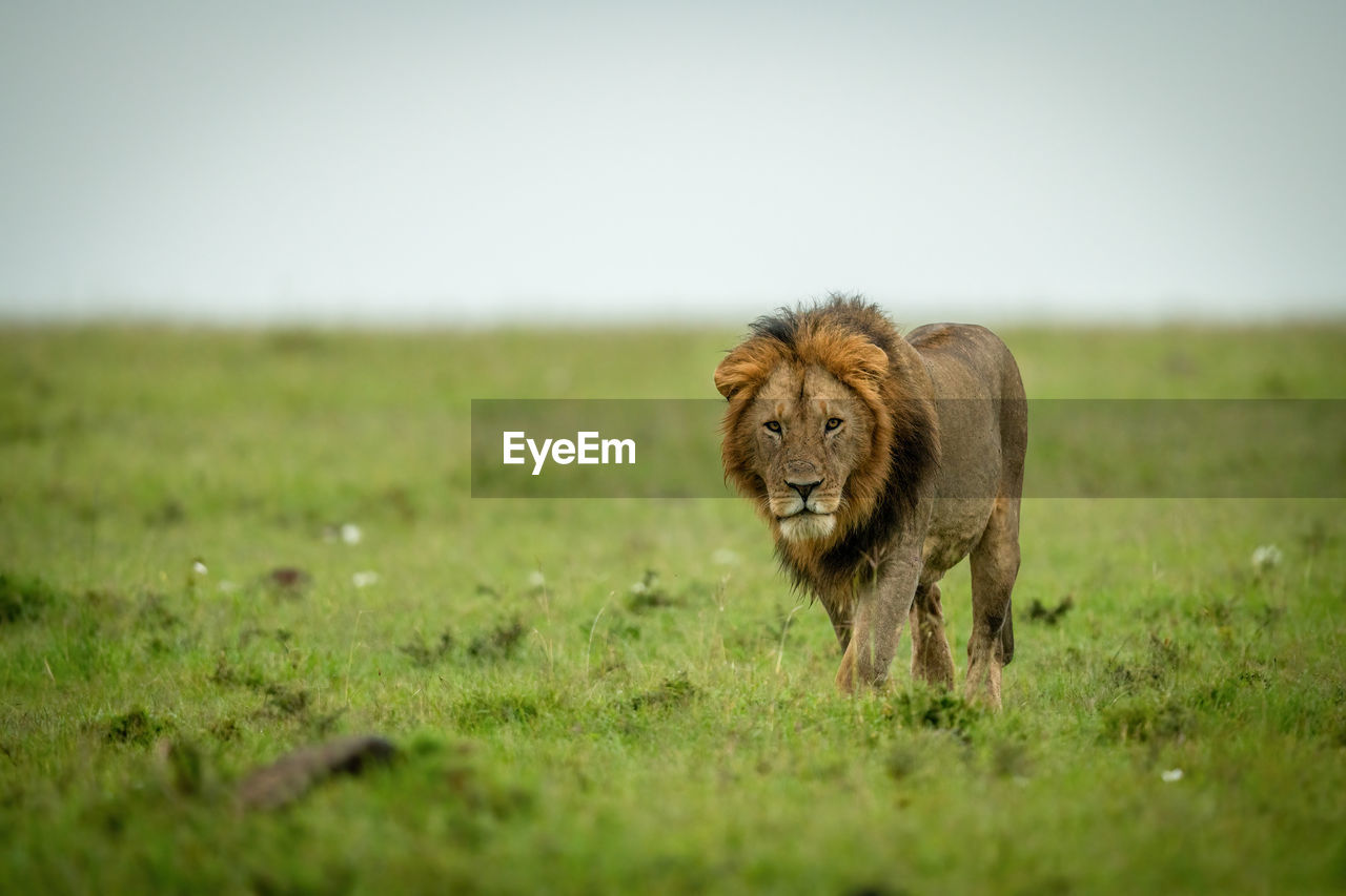 Male lion walks over grass staring ahead